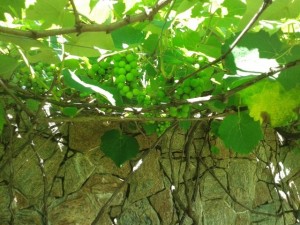 chacara com pomar em tatui a venda ecopark condominio